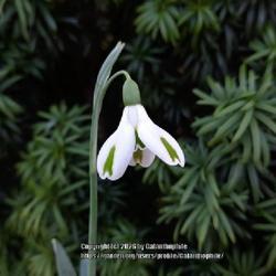 Uploaded by Galanthophile Uploaded by Galanthophile