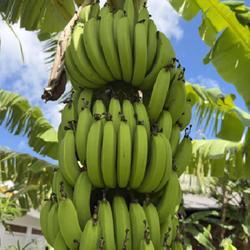 Uploaded by cliftoncat Uploaded by cliftoncat