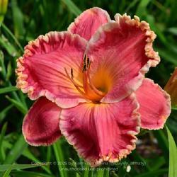 Uploaded by daylily_almaty