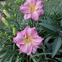 Uploaded by plavigne