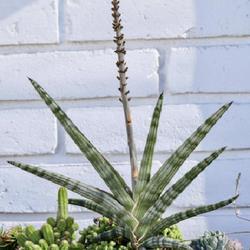 Uploaded by Baja_Costero