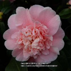 Uploaded by Galanthophile