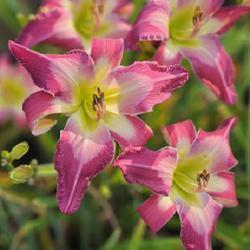 Uploaded by LaurieL1017