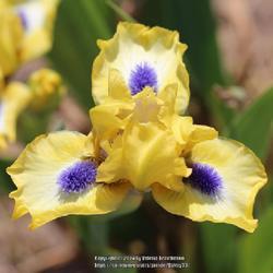 Uploaded by Valery33