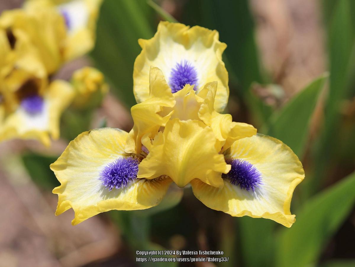 Uploaded by Valery33