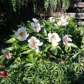 Posted by Vals_Garden