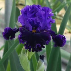 Uploaded by BoxiaIris