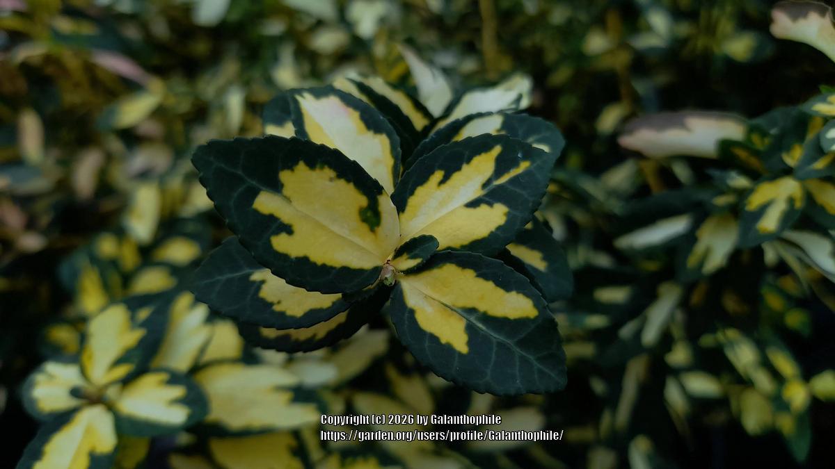 Uploaded by Galanthophile