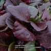 Bergenia crassifolia 'Bressingham Ruby'