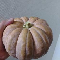 Uploaded by TomijiroMakino