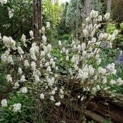 Posted by Vals_Garden