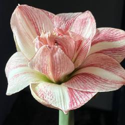 Uploaded by adknative