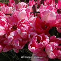 Uploaded by kniphofia