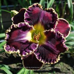 Uploaded by daylily_almaty