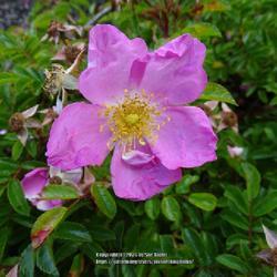 Uploaded by kniphofia