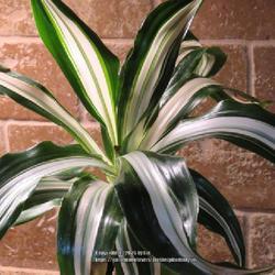 Uploaded by plantladylin