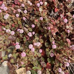 Uploaded by Calif_Sue