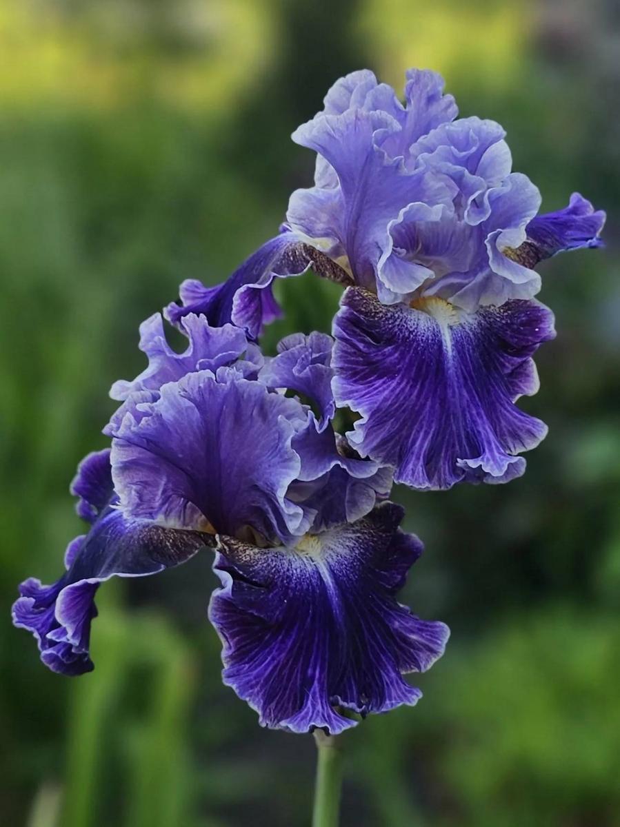 Uploaded by LaurieL1017