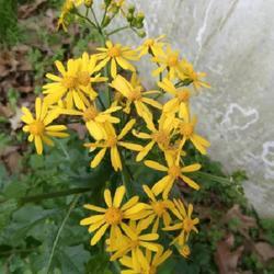 Uploaded by TomatoNut95