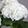Photo courtesy of Rhododendrons Direct. Used with permission.