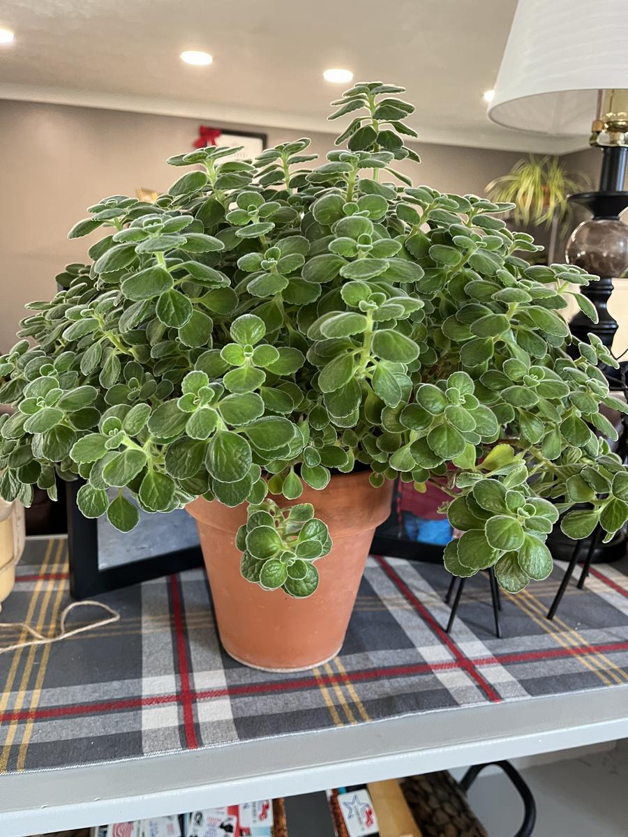 Plectranthus Cerveza 'n Lime® - Garden.org