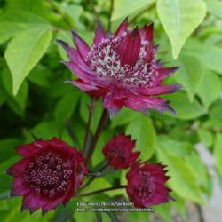 Uploaded by kniphofia