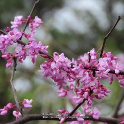 Uploaded by plantladylin