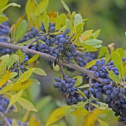 Uploaded by scvirginia