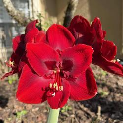 Uploaded by Floridian