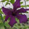 Photo courtesy of Brushwood Nursery