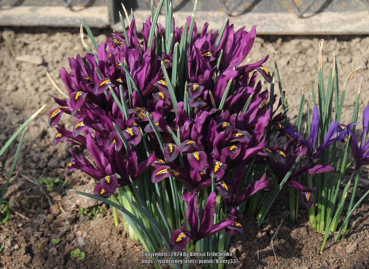 Uploaded by Valery33