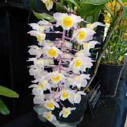 Uploaded by kniphofia