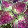 Photo courtesy of Rosy Dawn Gardens