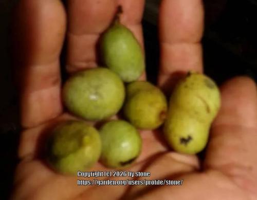 Thumb of 2026-03-19/stone/9be5fe