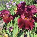 Iris of the Year 2026 'Royston Rubies'