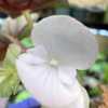 Male flower Male flower