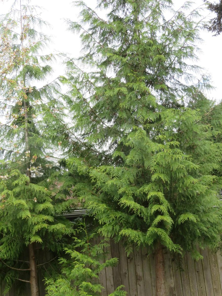 Santing Tree Stunting a tree's growth in the Ask a Question forum - Garden.org