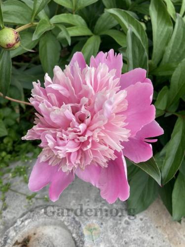 Thumb of 2026-04-25/Frillylily/9e886e