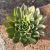 variegated form variegated form