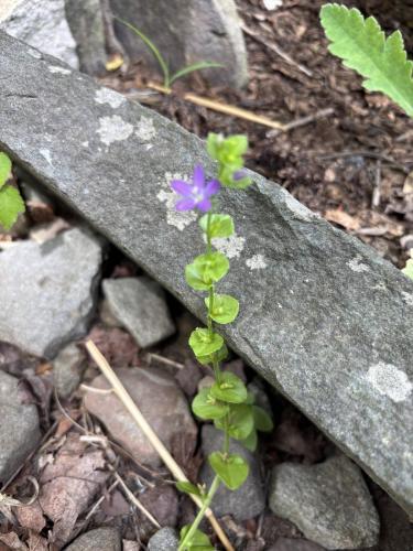 Thumb of 2026-06-14/PlantSmitten/fcd4e8