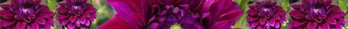 Thumb of 2026-06-21/RootedInDirt/a5c89a