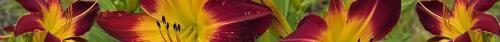 Thumb of 2026-06-21/RootedInDirt/d626cd