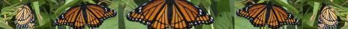 Thumb of 2026-06-27/RootedInDirt/d09a0f