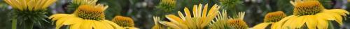 Thumb of 2026-06-28/RootedInDirt/852cc9