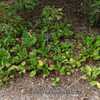 Bergenia crassifolia 'Abendglut'