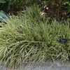 Carex morrowii Vanilla Ice