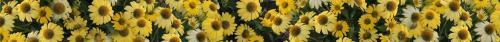 Thumb of 2026-08-02/RootedInDirt/0ea640