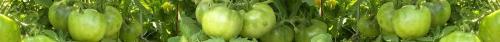 Thumb of 2026-08-02/RootedInDirt/e4983f
