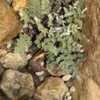 A fern suited to semi-arid conditions