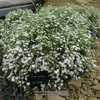In the alpine house